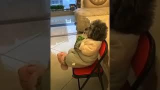 funny animals video #shorts #dogs #lovetv