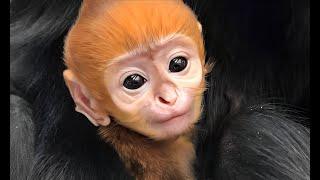 endangered baby monkey melts 24m hearts