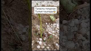 Таласта топурчак катуу жаады