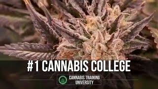 Cannabis Training University the Industry Leading Cannabis College