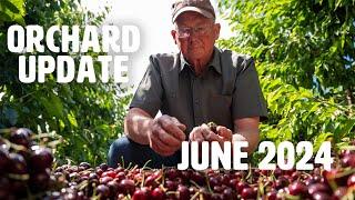 Orchard Update June 2024