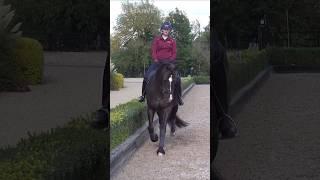 Groom of the year meets horse of the century #dressage #valegro