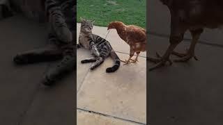 Cat and duck #music #funny #kittenmusic #musiccat #animals #kittymusic #musicvideo #cute #pets