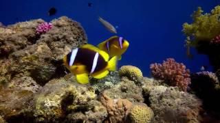 Diving in Dahab on the coral reef of the Red Sea.
