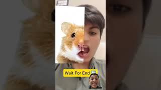 wow kerenn #cat #animals #funny #comedy #lion #memes #reaction #duet #tiktokfilter