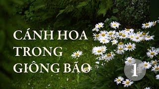 Cánh hoa trong giông bão | Tập một