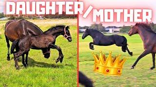 Let's jump! That reminds me of her mother QueenUniek! | Friesian Horses