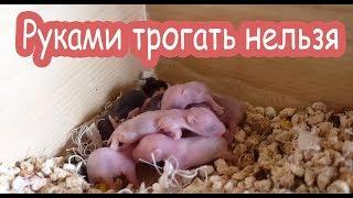 Уборка у новорожденных хомячков. Страшно.