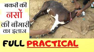 bakri ki nason ki bimari ka ilaj बकरी की नसों की बीमारी का इलाज / बकरी का इलाज और देखभाल