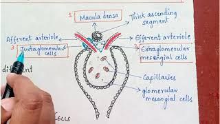 What is JGA? / Juxtaglomerular apparatus / Renal physiology