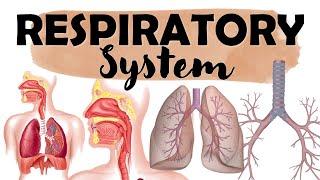 Science Quiz: Respiratory System | ANY 10