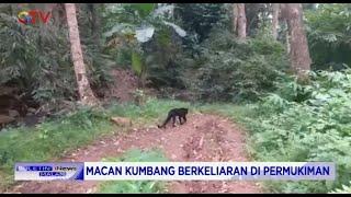 Macan Kumbang Berkeliaran di Permukiman Warga Serang, Banten - BIM 16/12