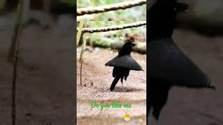 bird dancing   @a_paradise_bird @birdy @birdbt @AngryBirds @hungrybirds4803 @TuxBird