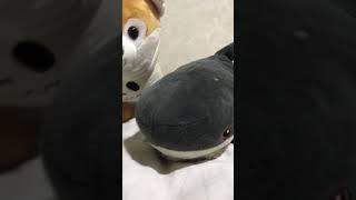 Aww Puppy and Shark toys \ Shark And Dog Best Friends! | Clouds Creations