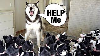 Surprising Meeka With 100 Puppies! (SHE GOT SCARED!) 