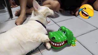 Funniest Animals  New Funny Cats and Dogs Videos  - Ep.28