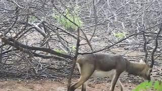 Blackbuck in IIT Madras