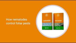 How Koppert nematodes control foliar pests  extended version