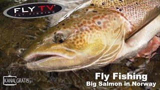 FLY TV - Fly Fishing Big Salmon in Norway (German Subtitles)