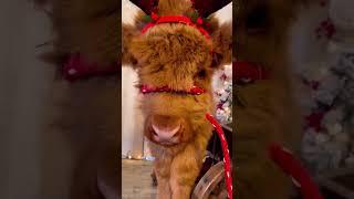 funny xmas elk