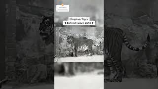 Last Photos Of Extinct Animals |Its Vkb|