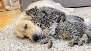 Amazing Love Between Golden Retriever and Cute Kittens [Cuteness Overload]