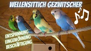 Budgies singing, chattering, flirting and eating