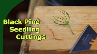 Rooting Black Pine Seedling Cuttings