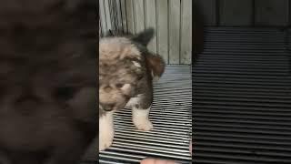 CUTE AGOUTI HUSKY PUPPIES