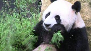 Il debutto di Wu Wen e Xing Ya, i due panda giganti star a Rhenen