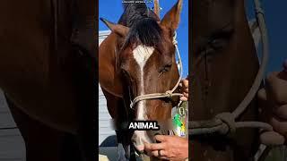 These horses are crying, but why?