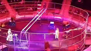 lion leaps on to Russian circus performer and 'sinks its teeth' into him