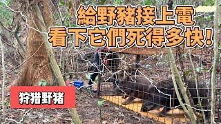 給野豬接上電，看下它們死得多快！#动物世界 #神奇动物 #紀錄片