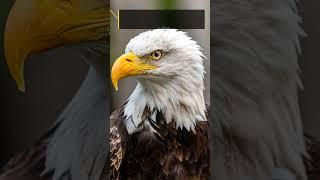 How sharp is an eagle's eye #shorts #amazingfacts #intrestingfacts #eagle