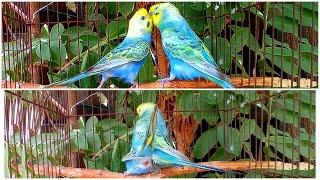 birds budgie |budgie mating and The pleasant parrot sound #birds #parrot