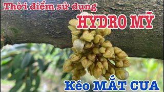 Thời điểm sử dụng HYDRO MỸ can XANH kéo MẮT CUA SẦU RIÊNG