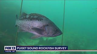 Scientists tap volunteers to save integral species to Puget Sound ecosystem | FOX 13 Seattle