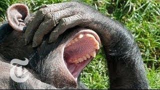 Why Is Yawning Contagious? Looking to Chimps for Answers | The New York Times