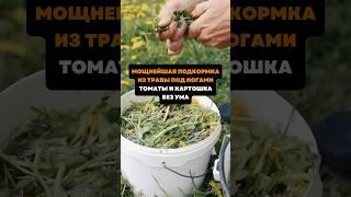 Мощнейшая подкормка из травы под ногами.Томаты и картошка без ума#дача#сад