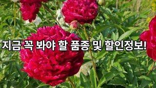 추천 품종 및 할인정보 알려드립니다 !