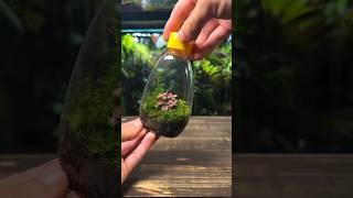 Super Easy Up-cycled Terrarium ️