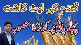 Wheat fertilizer plan for late sowing | Wheat fertilizer plan at 1st irrigation | Plant Clinics