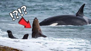 Orcas hunt with their besties ‍️ #shorts #killerwhales #sharks #bbcearth