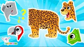  What kind of animal is the leopard? Learn about the jungle with the Superzoo team!