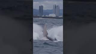 Extremely active whales! 