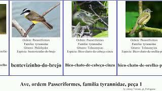 Ave, ordem Passeriformes, família tyrannidae, peça 1 contopus anairetes empidonax elaenia bird