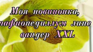 Моя новинка, пафиопедиллум липс вандер XXL#обзор#цветы#уход#орхидеи#цветоводство