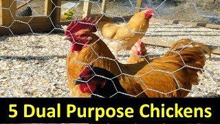 5 Dual Purpose Chicken Breeds for Your Homestead