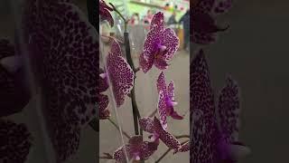 Рига. Орхидеи. Дендробиум.  Цветочная база.Что понравилось.Riga. Orchids.Flower base. What I liked