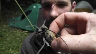 Angry Giant African Beetle